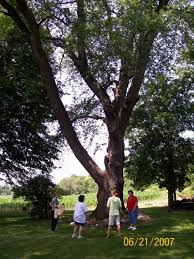 Order online or over the phone, hassle free. Wisconsin S Largest Black Cherry Tree