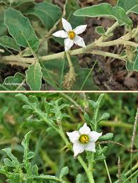 Image result for Solanum lichtensteinii