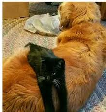 Kedilerde kaçmak, yaygın bir içgüdüdür. Kedi Ve Kopekler Neden Birbiriniz Sevmez Kizlarsoruyor