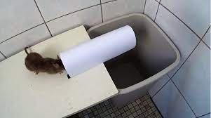 No mouse trap, no worries. 8 Genius Diy Mouse Traps That Will Fix Your Problem Beautyharmonylife
