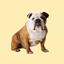 Bulldog breeds forums since 2005 a forum community dedicated to bulldog owners and enthusiasts. We Ve Run Out Of Time To Save The Bulldogs Science Of Us