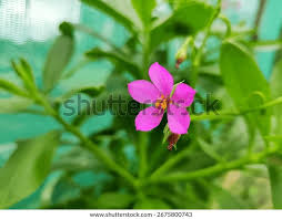 Image result for Talinum afrum