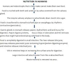 Hello Sir Can U Please Tell Me How The Nutrition In Human