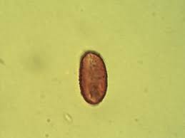 Image result for Aneilema lanceolatum