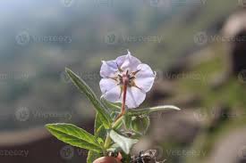 Image result for Trichodesma