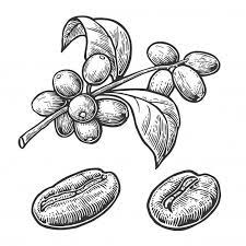 Coffee Bean Branch With Leaf And Berry Engraving Illustration Engraving Illustration Coffee Flower Coffee Tattoos
