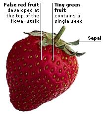 Dk Science Seed Plants