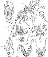 Image result for Sericanthe leonardii