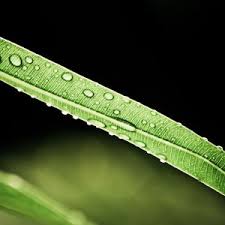 Nature Green Grass Water for Amoi A675