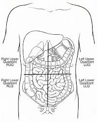 The left upper quadrant is where part of the stomach, the pancreas, the liver, the spleen, and the left kidney can be found. Illustration Of Abdominal Quadrants Art Print By Science Source