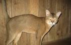Chausie Cat • Purrfect Cat Breeds
