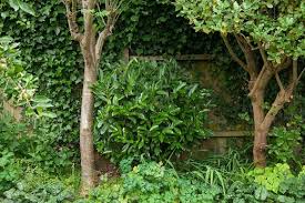 Which privacy plant is best for you? Rhs Gardening Plants For Privacy Rhs Gardening
