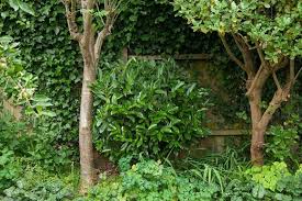 Looking for a plant to put a wall between you and the alley or house next door? Rhs Gardening Plants For Privacy Rhs Gardening