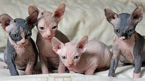 Tuysuz Kedi Cinsi 2020 Sphynx Yavru Kediler Kediler Ve Yavrulari