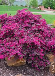 LOROPETALUM chinense PLUM GORGEOUS (R) 'Pgaplugor' cov | Drupal