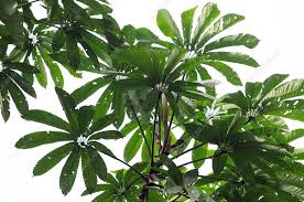 Image result for Cecropia