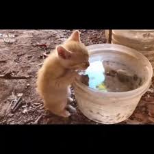 Pleasant Cats On Instagram From Samuma8 Tiktok Pleasantcats Cats Cats And Kittens Cute Animals