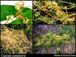 Image result for Cuscuta australis