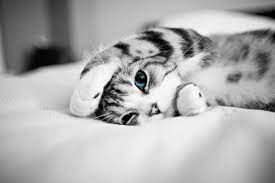 Cat Wallpaper Download Free Stunning Backgrounds For Desktop And Mobile Devices In Any Resolution Desk Cute Cat Wallpaper Kitten Wallpaper Cats And Kittens