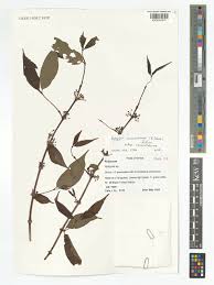 Image result for Rytigynia