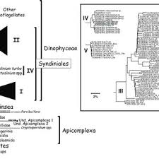 Trio de femmes voluptueuses sont harcelées à différentes époques par un cascadeur qui utilise ses voitures «résistantes à la mort» pour exécuter ses plans meurtriers. Pdf Amoebophryidae Syndiniales Parasitoid Of Dinoflagellates Life Cycle Dynamic And In Situ Specificity