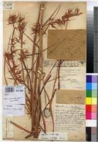 Image result for Hyparrhenia variabilis