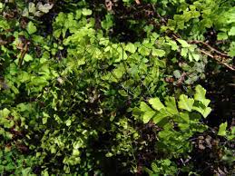 Image result for Adiantum incisum