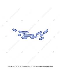It occupies almost 10 percent of the total cell volume. Biorender Life Science Icons