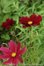 Garden Bloggers Bloom Day June 2014 Cosmos Flowers Garden Bloggers Amazing Flowers