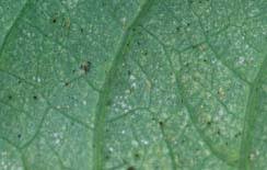 Image result for spotted spider mite