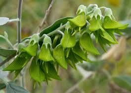 Image result for Crotalaria torrei