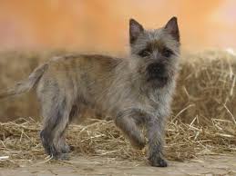Maybe you would like to learn more about one of these? Cairn Terrier Standing With One Paw Raised Photographic Print Petra Wegner Art Com