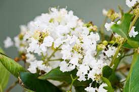 White flowering trees identification australia. Crepe Myrtle Burke S Backyard