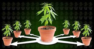 We did not find results for: How To Clone A Cannabis Plant Sensi Seeds