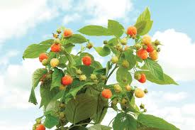 Epingle Par Jocelyne Gourd Sur Framboises Et Petits Fruits De Jardin Plants De Framboises Framboisier Petit Fruit