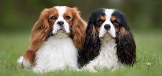 We have a reputation for the best quality pedigree puppies in the northeast. Cavalier King Charles Spaniel Puppies For Sale Greenfield Puppies