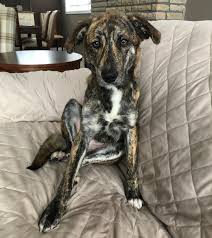 Find brick, new jersey animal hospitals. 25 Best Pet Sitter Near Brick Township New Jersey Facebook Last Updated Jul 2021