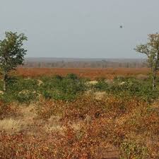 Image result for Acacia welwitschii