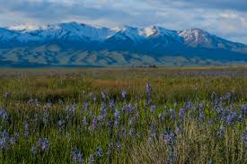 Fireweed highlights the view along the road near gothic colorado looking south to crested butte. 6 Must See Places To View Idaho S Spring Wildflowers Visit Idaho