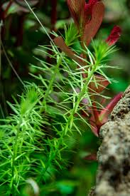 Image result for Mayacaceae