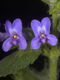 Image result for Mesosphaerum suaveolens