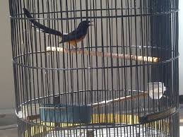 Alat untuk membuat jeruji sangkar burung. Cara Memilih Sangkar Untuk Murai Batu Yang Paling Tepat