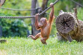 159 orang utan baby premium video footage. Orang Utan Baby Foto Bild Tiere Zoo Wildpark Falknerei Saugetiere Bilder Auf Fotocommunity