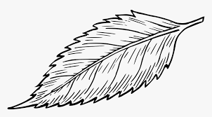 Check spelling or type a new query. Leaf Drawing Png Png Image Clip Art Of Leaves Black And White Transparent Png Transparent Png Image Pngitem