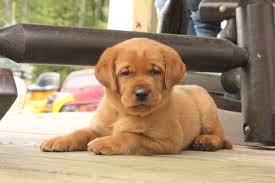 Click to see our best video content. 19 Labrador Retrievers Ideas In 2021 Labrador Retriever Labrador Retriever