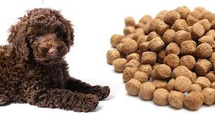 Puppy food at various ages. Feeding A Labradoodle Puppy The Best Possible Diet