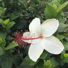 Fragrant White Hibiscus Hibiscus Arnottianus Ssp Arnottianus New One Of The Few Species Of Hibiscus With Fra White Hibiscus Hibiscus Plant Growing Hibiscus