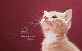 Look To The Lord Animals Animal Wallpaper Cute Wallpapers Quotes