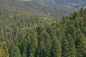 山 の 木