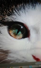 Ansey Photo Home Yaratilis Harikasi Sevimli Kediler Kedi Cats